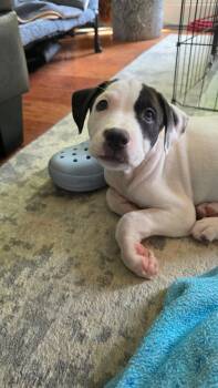 Scottie -  American Staffordshire Terrier and Hound Dog for Adoption in Spring City, Pennsylvania - Scottie | PetCurious