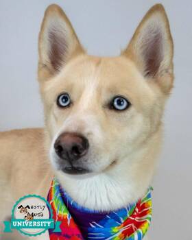 Rescue Husky Dogs for Adoption in Kennesaw, Georgia - Shaw | PetCurious