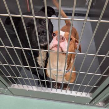 Mixed Breed Dogs Available for Adoption - Diego | PetCurious