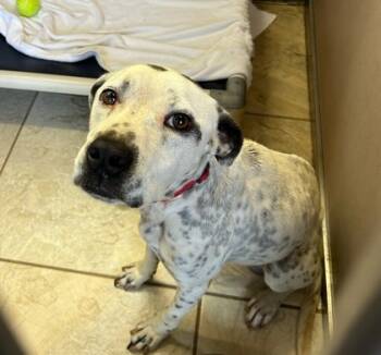 Rescue Mixed Breed Dogs for Adoption in Honolulu, Hawaii - Roller | PetCurious