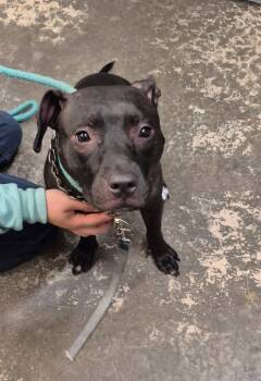 Woofie Goldberg -  Mixed Breed Dog for Adoption in Saint Marys, Pennsylvania - Woofie Goldberg | PetCurious