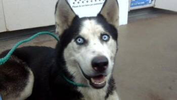 SONNY -  Mixed Breed Dog for Adoption in Dallas, Texas - SONNY | PetCurious