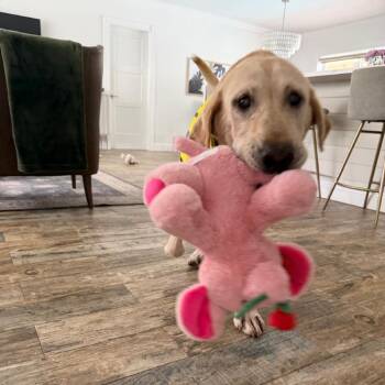 Glen -  Labrador Retriever Dog for Adoption in Sunrise, Florida - Glen | PetCurious