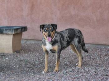 CLEO -  Mixed Breed Dog for Adoption in Santa Fe, New Mexico - CLEO | PetCurious