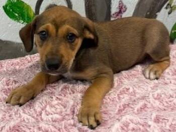 Orion 26 -  Hound and Border Collie Dog for Adoption in Brookhaven, Mississippi - Orion 26 | PetCurious