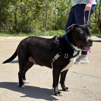 Mixed Breed Dogs Available for Adoption in Mentor, Ohio - Queenie | PetCurious