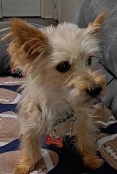 Ollie -  Yorkshire Terrier Dog for Adoption in Cross Timber, Texas - Ollie | PetCurious
