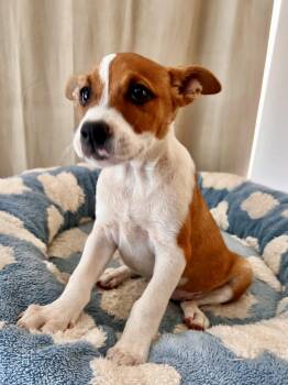 SIERRA -  Terrier Dog for Adoption in Los Angeles, California - SIERRA | PetCurious