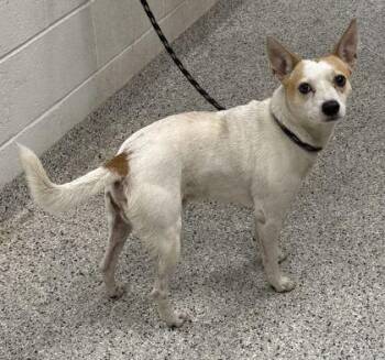 Bisquick -  Terrier and Mixed Breed Dog for Adoption in Kansas City, Missouri - Bisquick | PetCurious