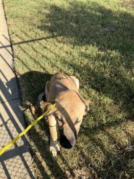 Rescue German Shepherd Dog Dogs for Adoption in Dallas, Texas - JUNIOR | PetCurious