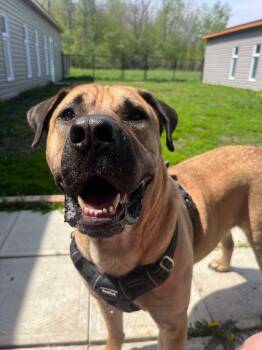 Rescue Tosa Inu Dogs for Adoption in Montreal, Quebec - Chandler | PetCurious