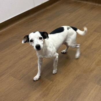 Jack Russell Terrier Dogs Available for Adoption - Jack | PetCurious