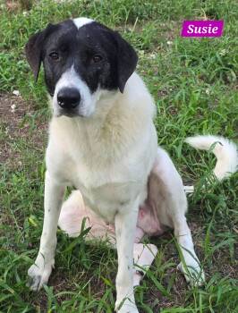 Susie -  Great Pyrenees Dog for Adoption in Alexander, Arkansas - Susie | PetCurious
