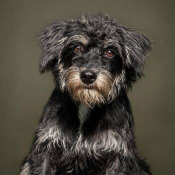 Jelly Bean -  Terrier Dog for Adoption in Hondo, Texas - Jelly Bean | PetCurious