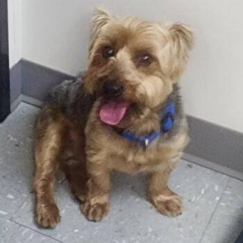 Yorkshire Terrier Dogs Available for Adoption - Max | PetCurious