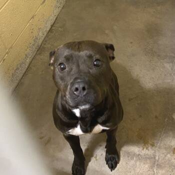 Rescue Mixed Breed Dogs for Adoption in Waldorf, Maryland - Stormie FKA Louie | PetCurious