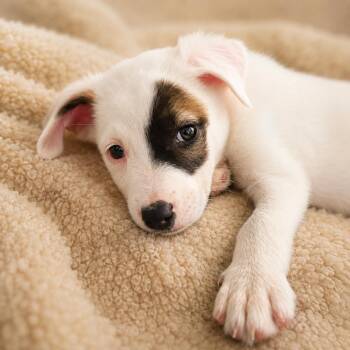 Patches -  Labrador Retriever Dog for Adoption in Houston, Texas - Patches | PetCurious