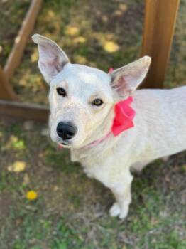 Rescue Labrador Retriever Dogs for Adoption in Colleyville, Texas - Chrissy | PetCurious