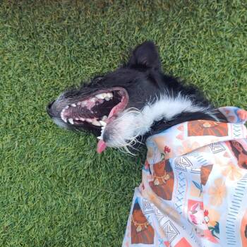 Miniature Schnauzer and Terrier Dogs Available for Adoption in Galveston, Texas - Maven | PetCurious