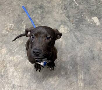 American Staffordshire Terrier and Mixed Breed Dogs Available for Adoption in Tallahassee, Florida - DEW | PetCurious