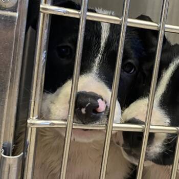 Mixed Breed Dogs Available for Adoption in Ardmore, Oklahoma - Jumper | PetCurious