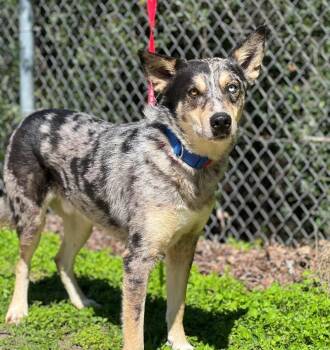 Australian Shepherd and Husky Dogs Available for Adoption in Fort Collins, Colorado - Francisco | PetCurious