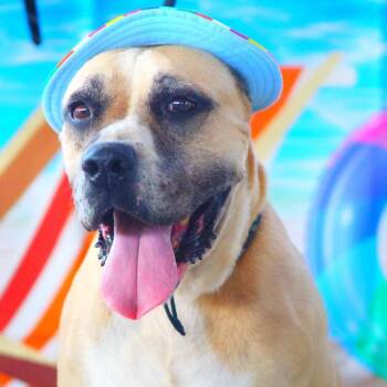 Rescue American Bulldog and Pit Bull Terrier Dogs for Adoption in Austin, Texas - Ford JuM | PetCurious