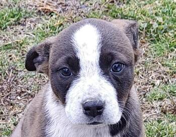 Australian Cattle Dog Blue Heeler and Hound Dogs Available for Adoption - Laila Olympians | PetCurious