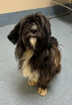 Rigby -  Terrier Dog for Adoption in Suffolk, Virginia - Rigby | PetCurious