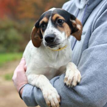 CT Noelle -  Treeing Walker Coonhound and Mixed Breed Dog for Adoption in Stormville, New York - CT Noelle | PetCurious