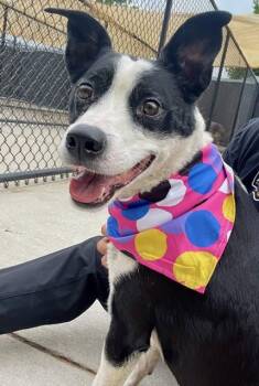 Austin -  Mixed Breed Dog for Adoption in Monticello, Minnesota - Austin | PetCurious