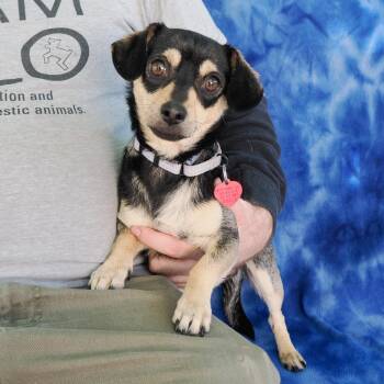 Chihuahua and Mixed Breed Dogs Available for Adoption - FERN | PetCurious