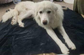 Rescue Great Pyrenees Dogs for Adoption in Elizabeth, Colorado - Ari | PetCurious