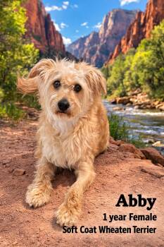 Wheaten Terrier Dogs Available for Adoption - ABBY  – 1 YEAR FEMALE SOFT COAT WHEATHEN TERRIER | PetCurious