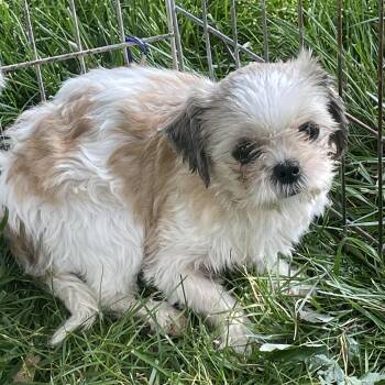 Shih Tzu Dogs Available for Adoption in Overland Park, Kansas - Ginger | PetCurious