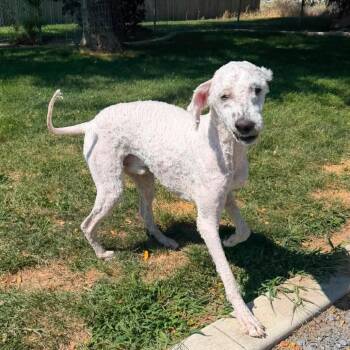 Tucker -  Poodle and Golden Retriever Dog for Adoption in Cashmere, Washington - Tucker | PetCurious