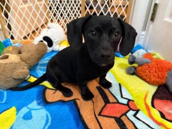 Dachshund and Mixed Breed Dogs Available for Adoption in Orlando, Florida - Matthew | PetCurious