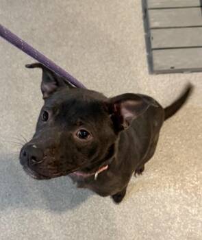 Rescue American Staffordshire Terrier Dogs for Adoption in Baldwin, Michigan - Daisy | PetCurious