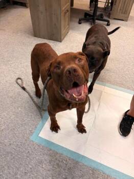 Garcia -  Mixed Breed Dog for Adoption - Garcia | PetCurious
