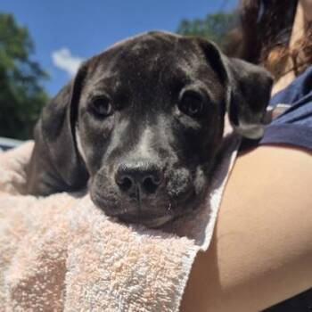 Fiona -  Labrador Retriever and Mixed Breed Dog for Adoption in Voorhees Township, New Jersey - Fiona | PetCurious