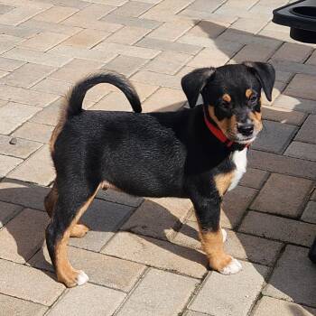 Dave Haywood -  Mixed Breed Dog for Adoption in Shorewood, Illinois - Dave Haywood | PetCurious
