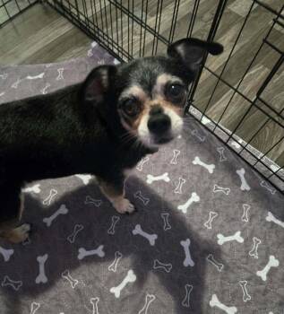 Jackson Roo -  Chihuahua and Pug Dog for Adoption in Aurora, Indiana - Jackson Roo | PetCurious