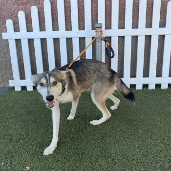 A614608 -  Siberian Husky Dog for Adoption in Modesto, California - A614608 | PetCurious