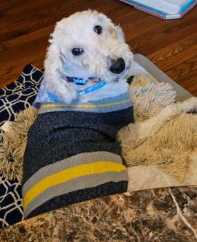 Goldendoodle Dogs Available for Adoption in Austintown, Ohio - Ralph | PetCurious