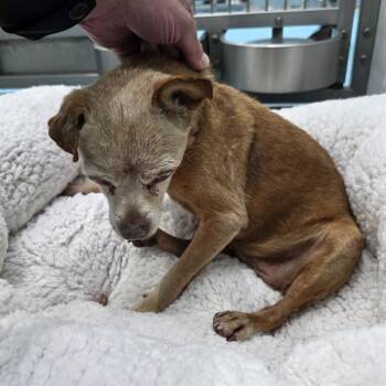 Chihuahua Dogs Available for Adoption - GRANNIE GERTRUDE | PetCurious