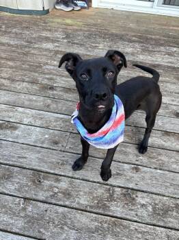 Mixed Breed Dogs Available for Adoption in Dorr, Michigan - Atlas | PetCurious