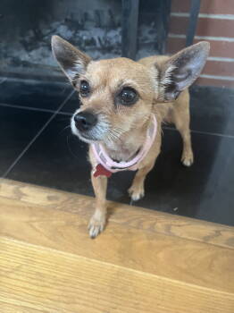 Rescue Chihuahua Dogs for Adoption in Palo Alto, California - Harley | PetCurious