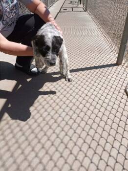 Poodle and Cattle Dog Dogs Available for Adoption - FOSTER ME - Peony | PetCurious