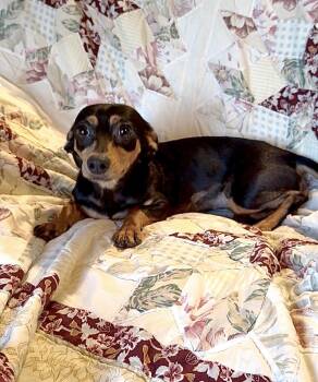 Loving Lainey -  Chiweenie and Chihuahua Dog for Adoption in Burlington, North Carolina - Loving Lainey | PetCurious