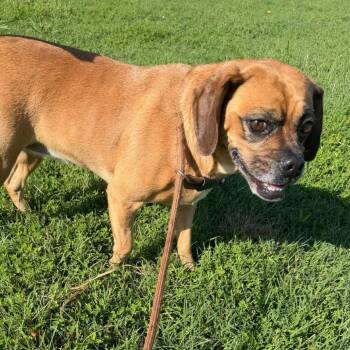 Rosie -  Beagle and Pug Dog for Adoption in Vinita, Oklahoma - Rosie | PetCurious